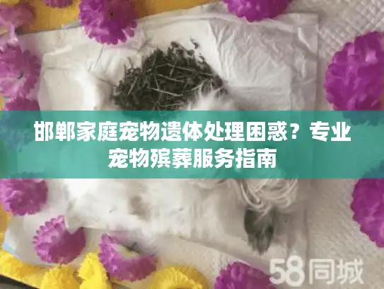 邯郸家庭宠物遗体处理困惑？专业宠物殡葬服务指南