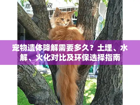 宠物遗体降解需要多久？土埋、水解、火化对比及环保选择指南