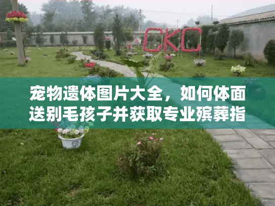 宠物遗体图片大全，如何体面送别毛孩子并获取专业殡葬指南