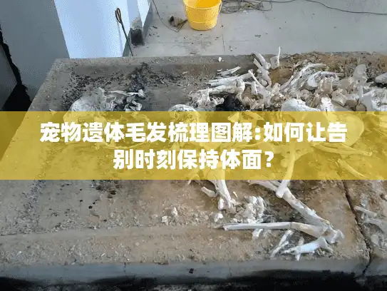 宠物遗体毛发梳理图解:如何让告别时刻保持体面？
