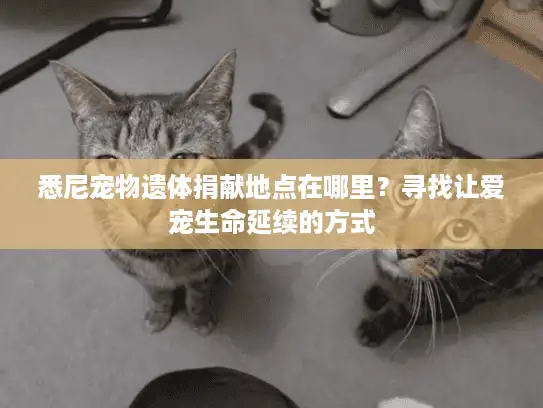 悉尼宠物遗体捐献地点在哪里？寻找让爱宠生命延续的方式