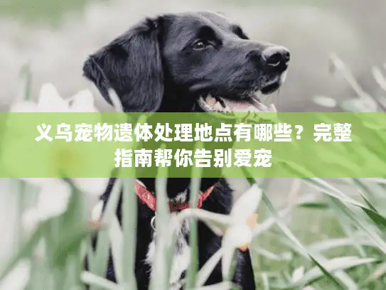 义乌宠物遗体处理地点有哪些？完整指南帮你告别爱宠