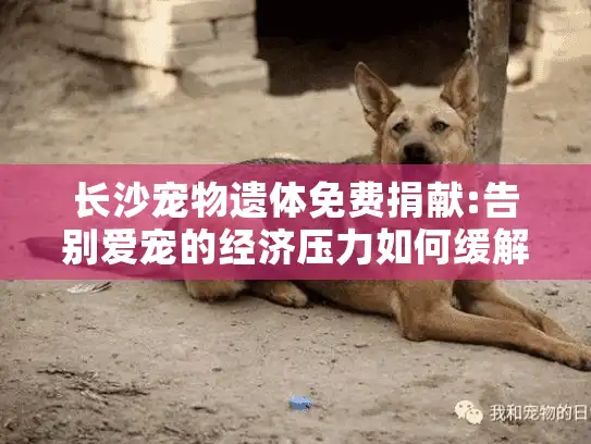 长沙宠物遗体免费捐献:告别爱宠的经济压力如何缓解?