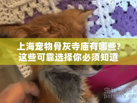 上海宠物骨灰寺庙有哪些?这些可靠选择你必须知道