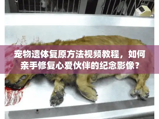 宠物遗体复原方法视频教程，如何亲手修复心爱伙伴的纪念影像？