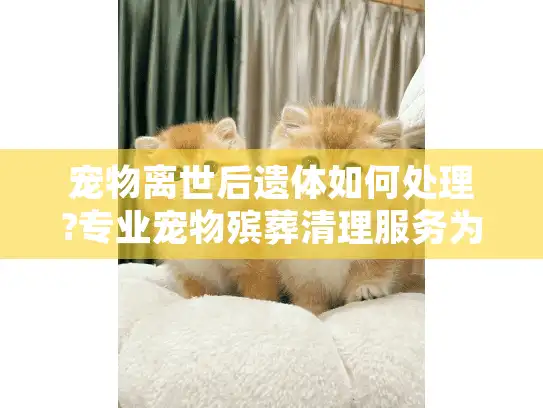 宠物离世后遗体如何处理?专业宠物殡葬清理服务为您解忧