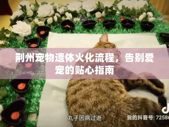 荆州宠物遗体火化流程，告别爱宠的贴心指南
