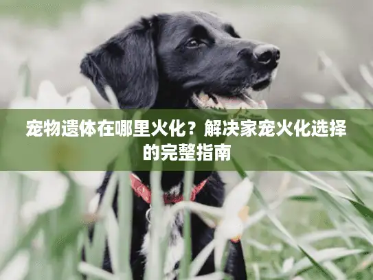 宠物遗体在哪里火化？解决家宠火化选择的完整指南