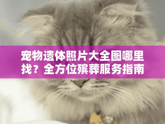 宠物遗体照片大全图哪里找？全方位殡葬服务指南