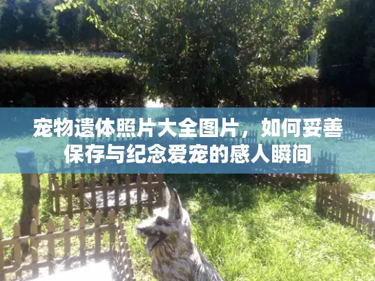 宠物遗体照片大全图片，如何妥善保存与纪念爱宠的感人瞬间