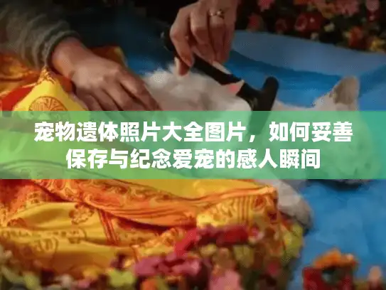 宠物遗体照片大全图片，如何妥善保存与纪念爱宠的感人瞬间