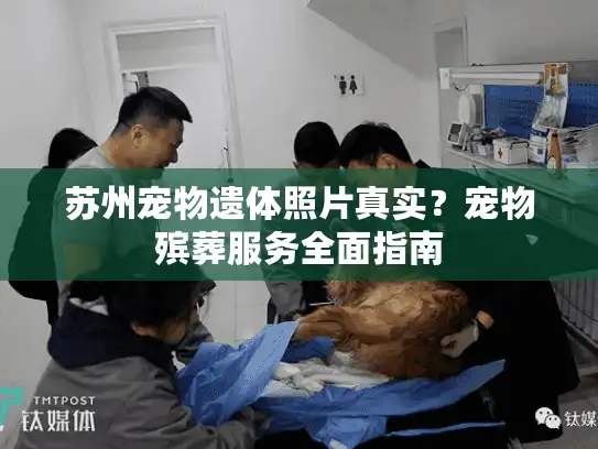 苏州宠物遗体照片真实？宠物殡葬服务全面指南