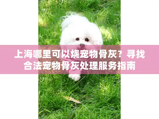上海哪里可以烧宠物骨灰？寻找合法宠物骨灰处理服务指南