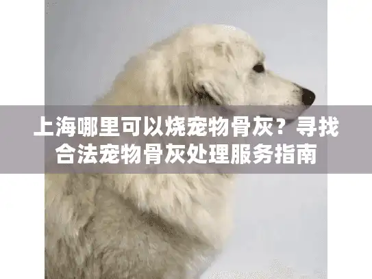 上海哪里可以烧宠物骨灰？寻找合法宠物骨灰处理服务指南