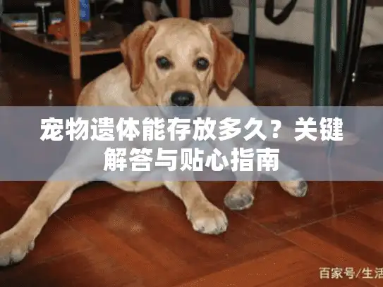 宠物遗体能存放多久？关键解答与贴心指南