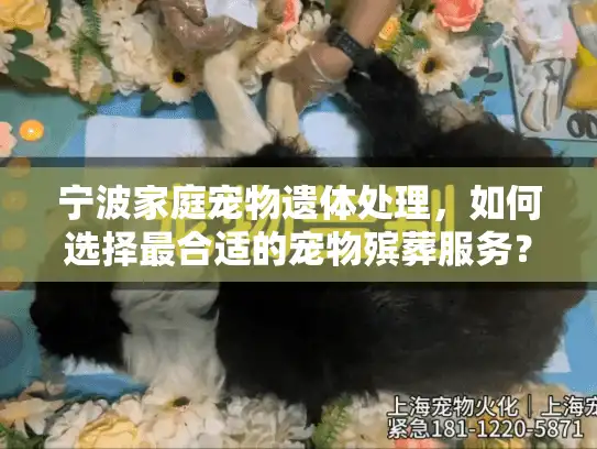 宁波家庭宠物遗体处理，如何选择最合适的宠物殡葬服务？