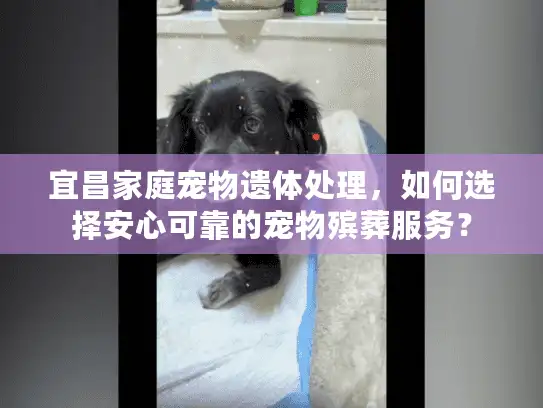 宜昌家庭宠物遗体处理，如何选择安心可靠的宠物殡葬服务？