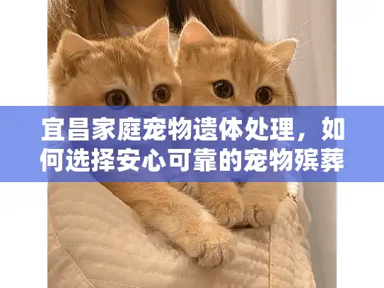 宜昌家庭宠物遗体处理，如何选择安心可靠的宠物殡葬服务？