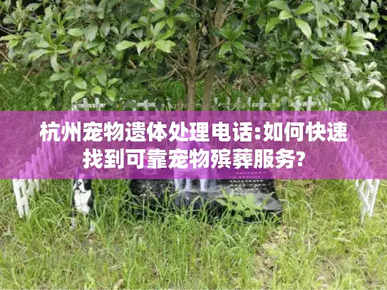 杭州宠物遗体处理电话:如何快速找到可靠宠物殡葬服务?