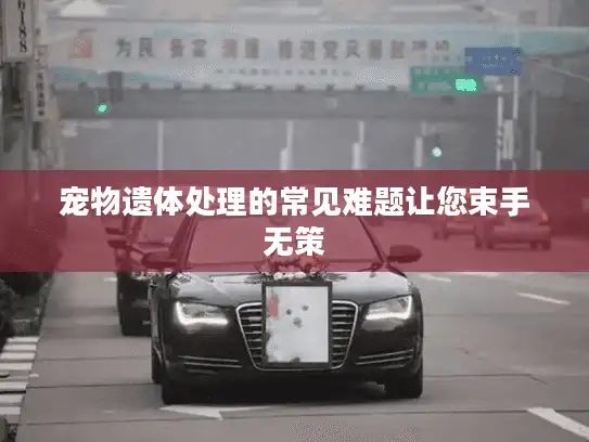 宠物遗体处理的常见难题让您束手无策