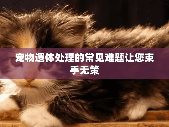 宠物遗体处理的常见难题让您束手无策