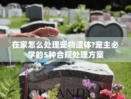 在家怎么处理宠物遗体?宠主必学的5种合规处理方案
