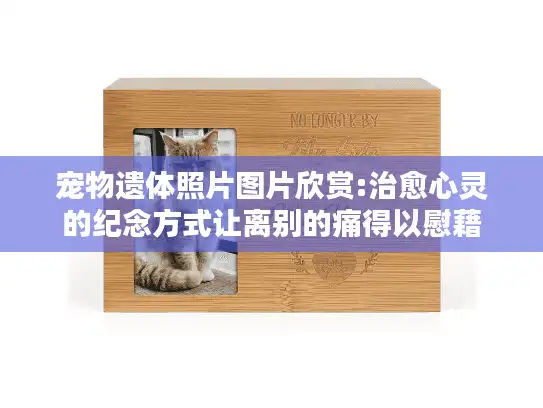 宠物遗体照片图片欣赏:治愈心灵的纪念方式让离别的痛得以慰藉