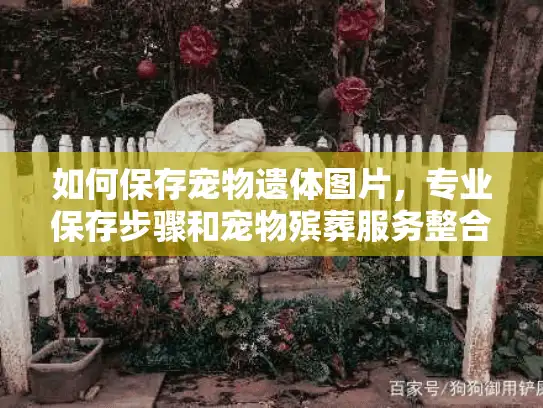如何保存宠物遗体图片，专业保存步骤和宠物殡葬服务整合指南