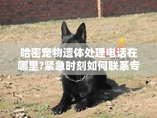 哈密宠物遗体处理电话在哪里?紧急时刻如何联系专业服务?