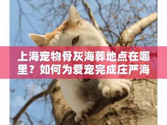 上海宠物骨灰海葬地点在哪里？如何为爱宠完成庄严海葬告别