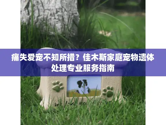痛失爱宠不知所措？佳木斯家庭宠物遗体处理专业服务指南