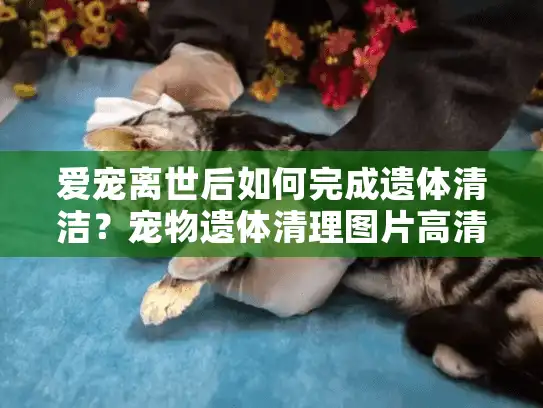 爱宠离世后如何完成遗体清洁？宠物遗体清理图片高清指南