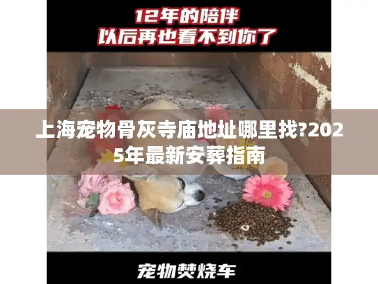 上海宠物骨灰寺庙地址哪里找?2025年最新安葬指南
