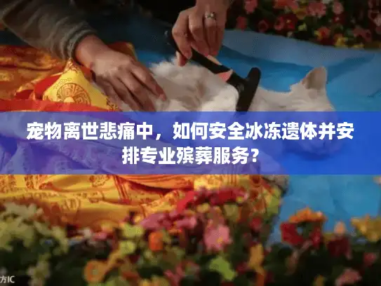 宠物离世悲痛中，如何安全冰冻遗体并安排专业殡葬服务？