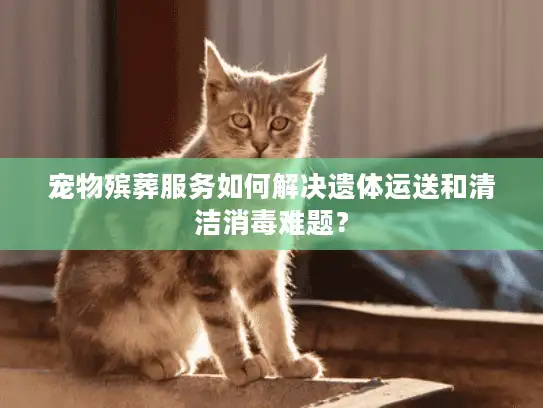 宠物殡葬服务如何解决遗体运送和清洁消毒难题？