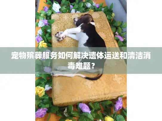 宠物殡葬服务如何解决遗体运送和清洁消毒难题？