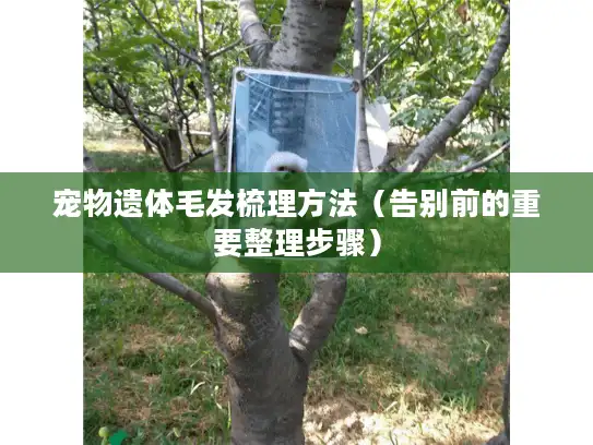 宠物遗体毛发梳理方法（告别前的重要整理步骤）