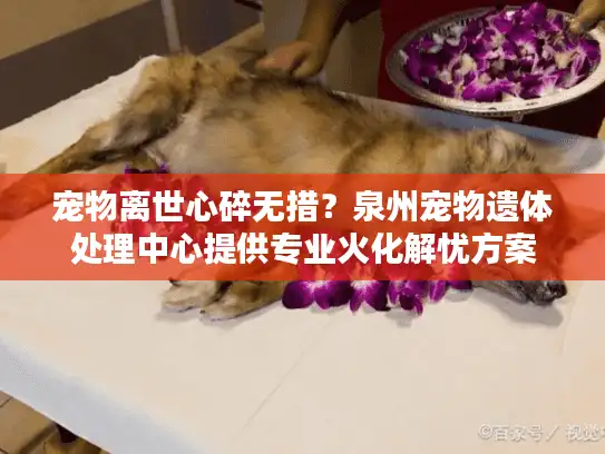 宠物离世心碎无措？泉州宠物遗体处理中心提供专业火化解忧方案