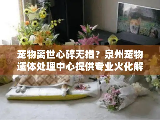 宠物离世心碎无措？泉州宠物遗体处理中心提供专业火化解忧方案