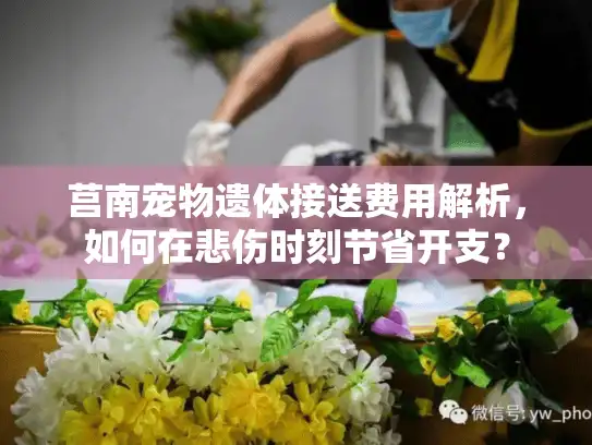 莒南宠物遗体接送费用解析，如何在悲伤时刻节省开支？