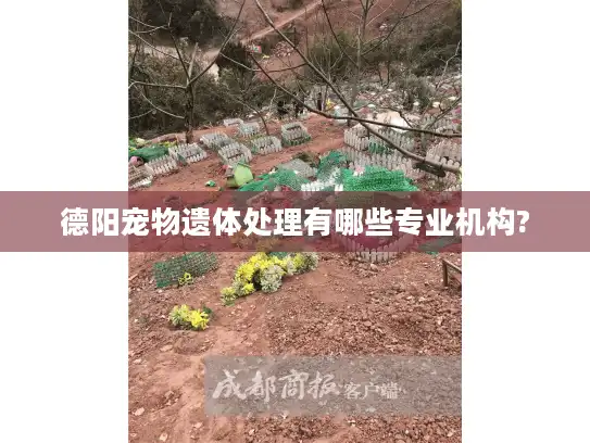德阳宠物遗体处理有哪些专业机构?