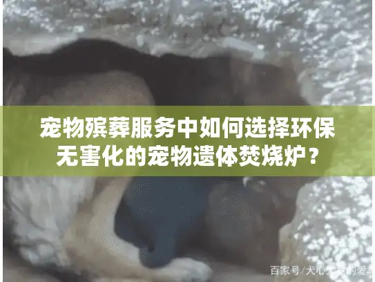 宠物殡葬服务中如何选择环保无害化的宠物遗体焚烧炉？