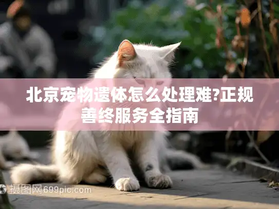 北京宠物遗体怎么处理难?正规善终服务全指南