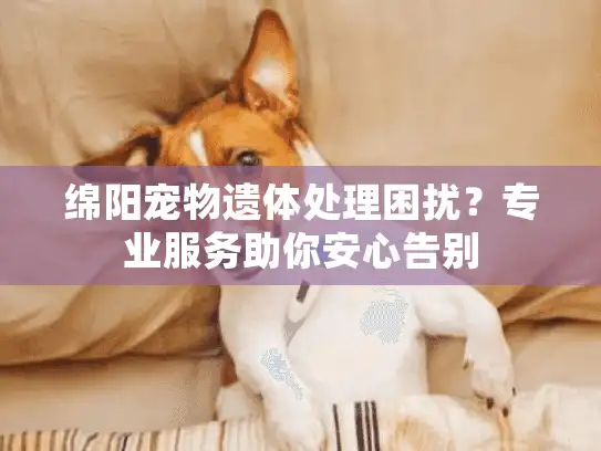 绵阳宠物遗体处理困扰？专业服务助你安心告别