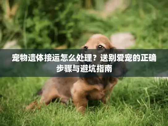 宠物遗体接运怎么处理？送别爱宠的正确步骤与避坑指南