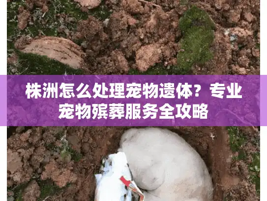 株洲怎么处理宠物遗体？专业宠物殡葬服务全攻略