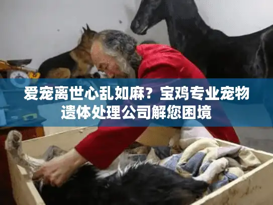 爱宠离世心乱如麻？宝鸡专业宠物遗体处理公司解您困境