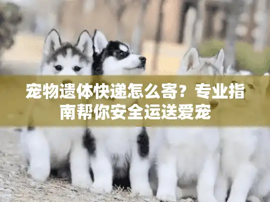宠物遗体快递怎么寄？专业指南帮你安全运送爱宠