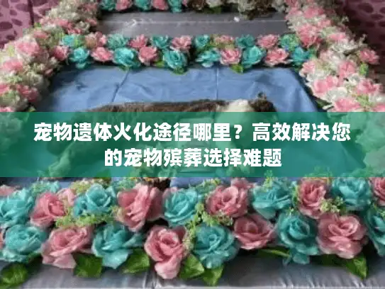 宠物遗体火化途径哪里？高效解决您的宠物殡葬选择难题