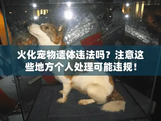 火化宠物遗体违法吗？注意这些地方个人处理可能违规！